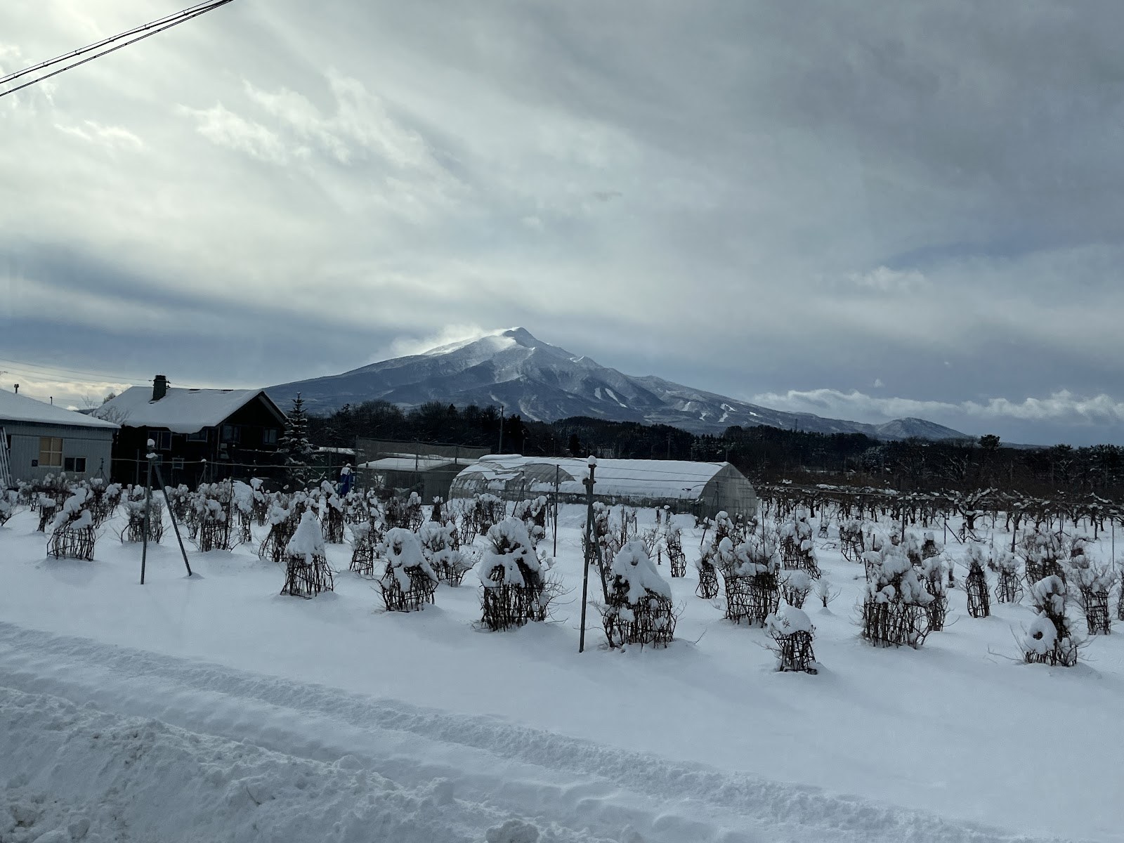 雪に埋もれたりんご畑と岩木山