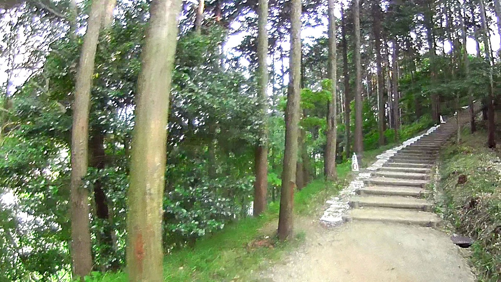 甘樫丘の登り道。杉林の中に階段が続く