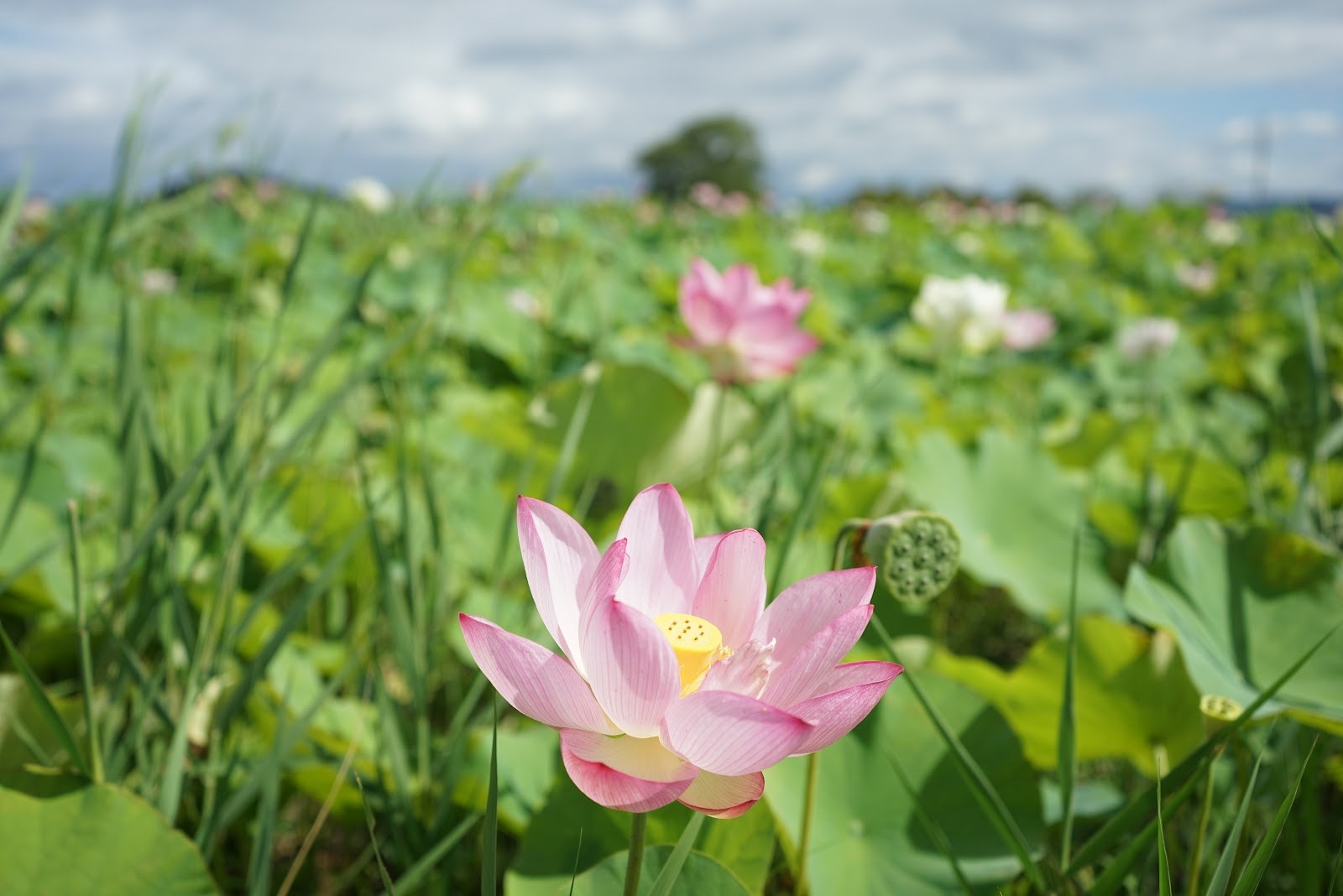 蓮の花と、花が落ちたあとの実(花托)