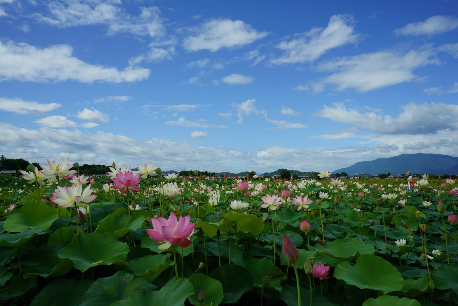 藤原宮跡の蓮池を横から。花と葉が一面に続く