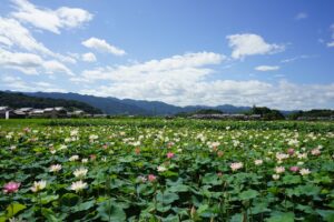 藤原宮跡の蓮池。一面の蓮の向こうに大和の山並みと青空