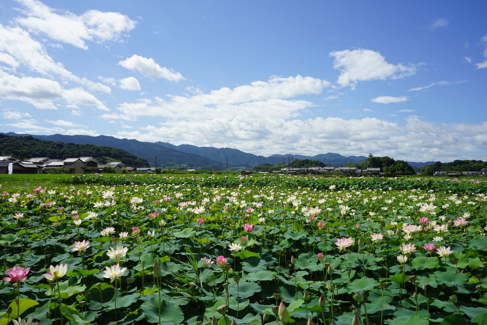 藤原宮跡の蓮池。一面の蓮の向こうに大和の山並みと青空
