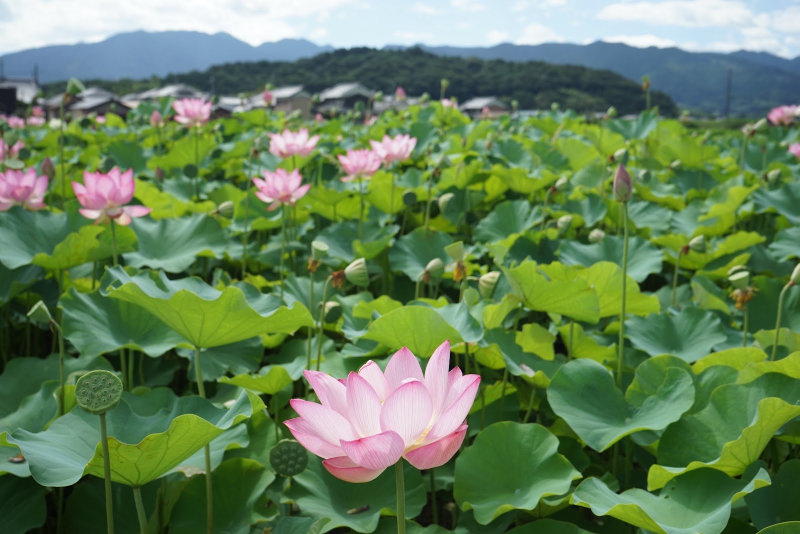 藤原宮跡の蓮の花のアップ。淡いピンクの大きな花
