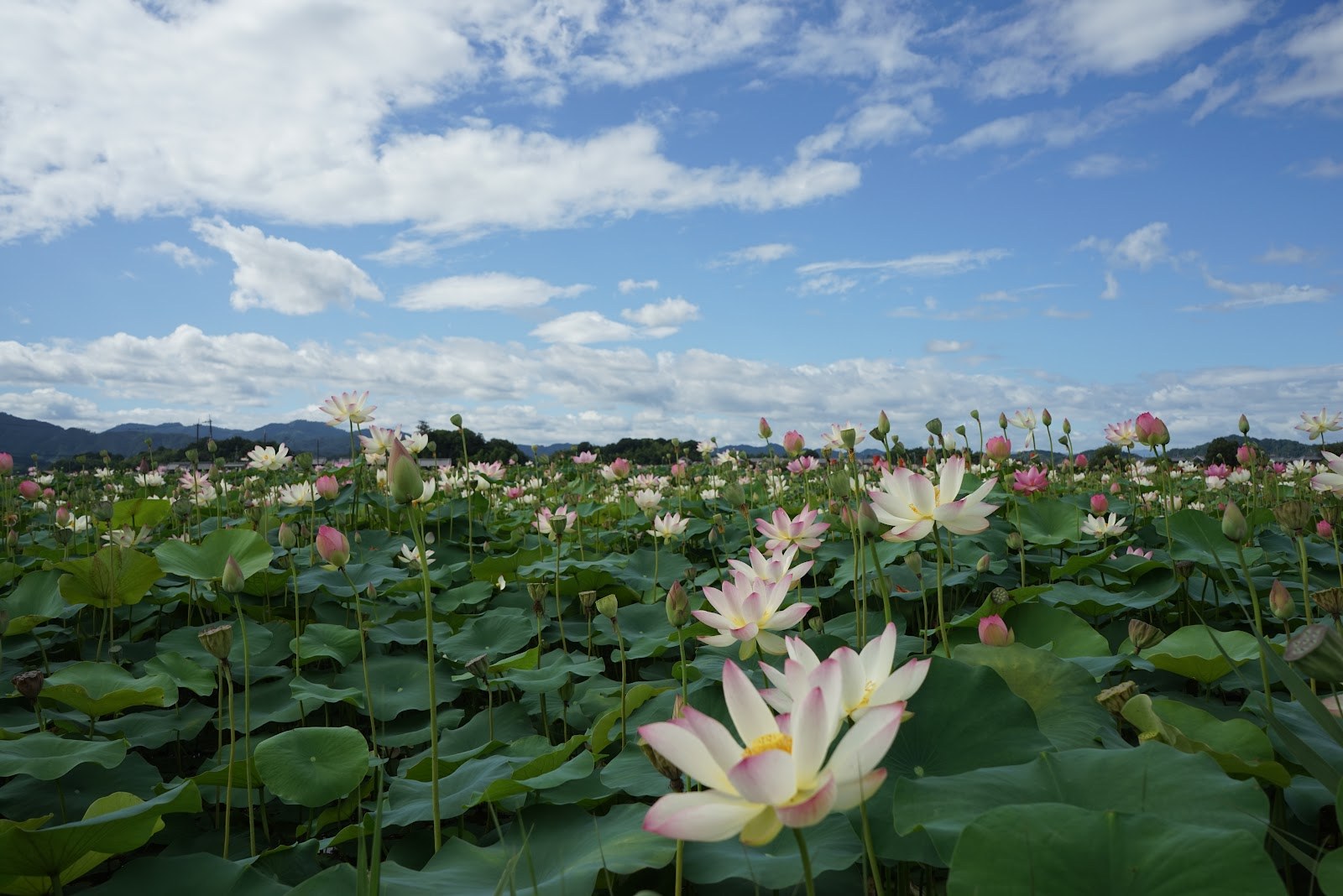 蓮の花と葉の向こうに広がる青空と雲