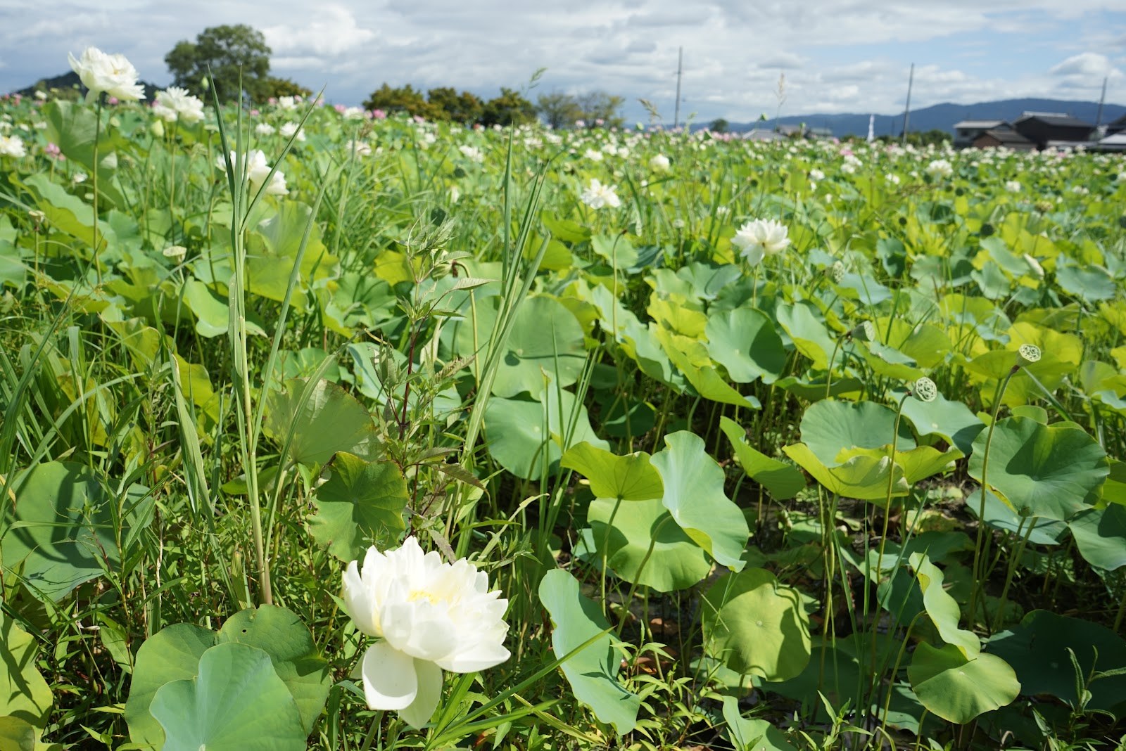 白い蓮の花。まわりは緑の葉