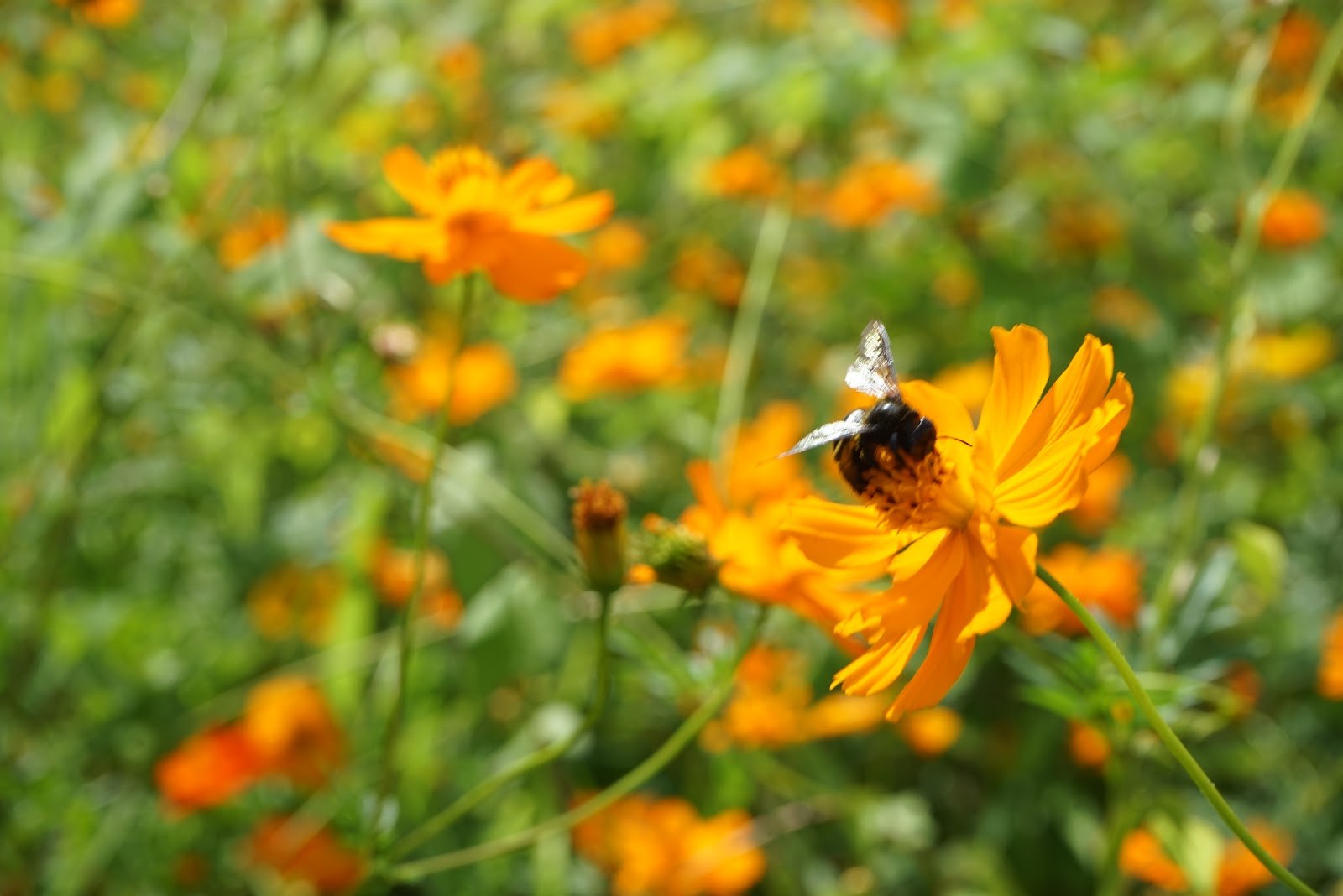 キバナコスモスの花にとまるクマバチ