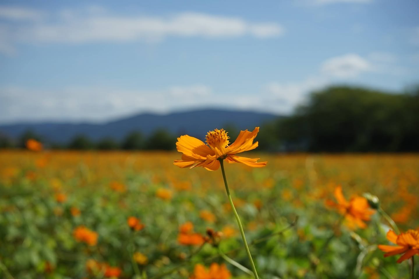 キバナコスモスの花のアップ。オレンジの花が一面に続く