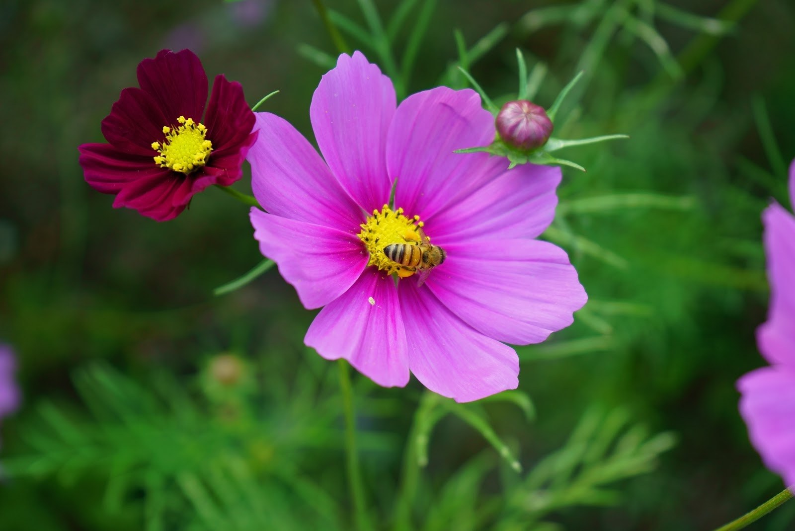 コスモスの花にとまるミツバチ。濃い赤と淡いピンクの花