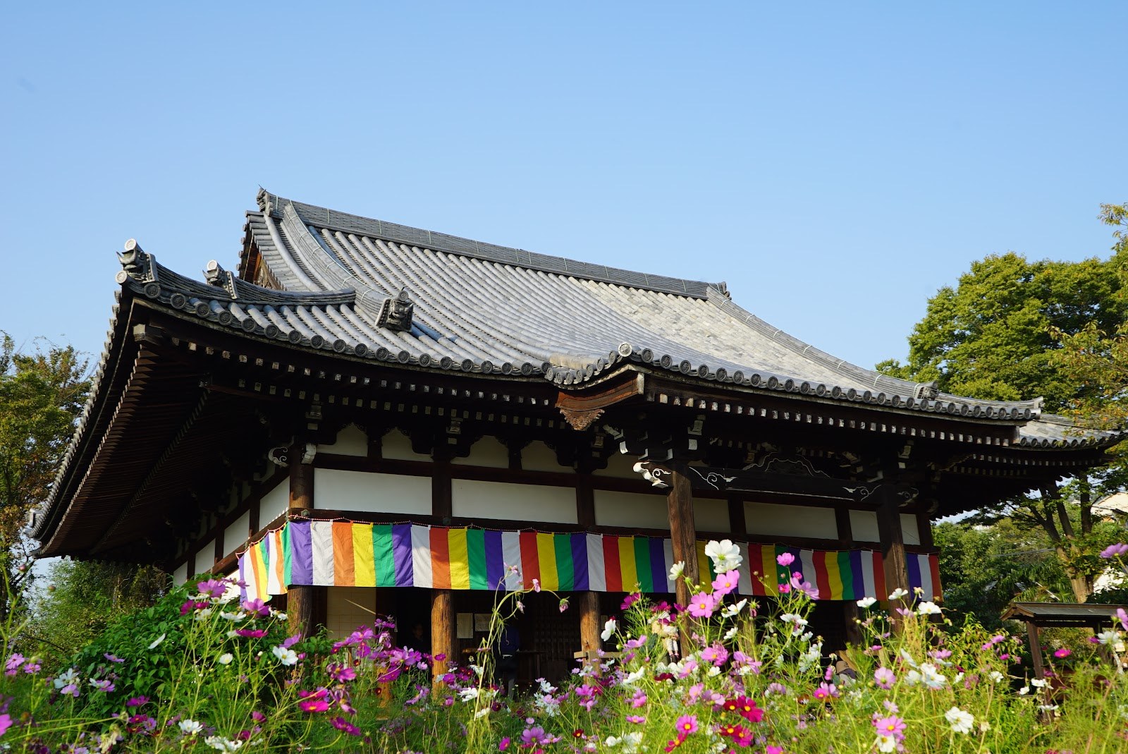 般若寺の本堂と、境内一面に咲いたコスモス