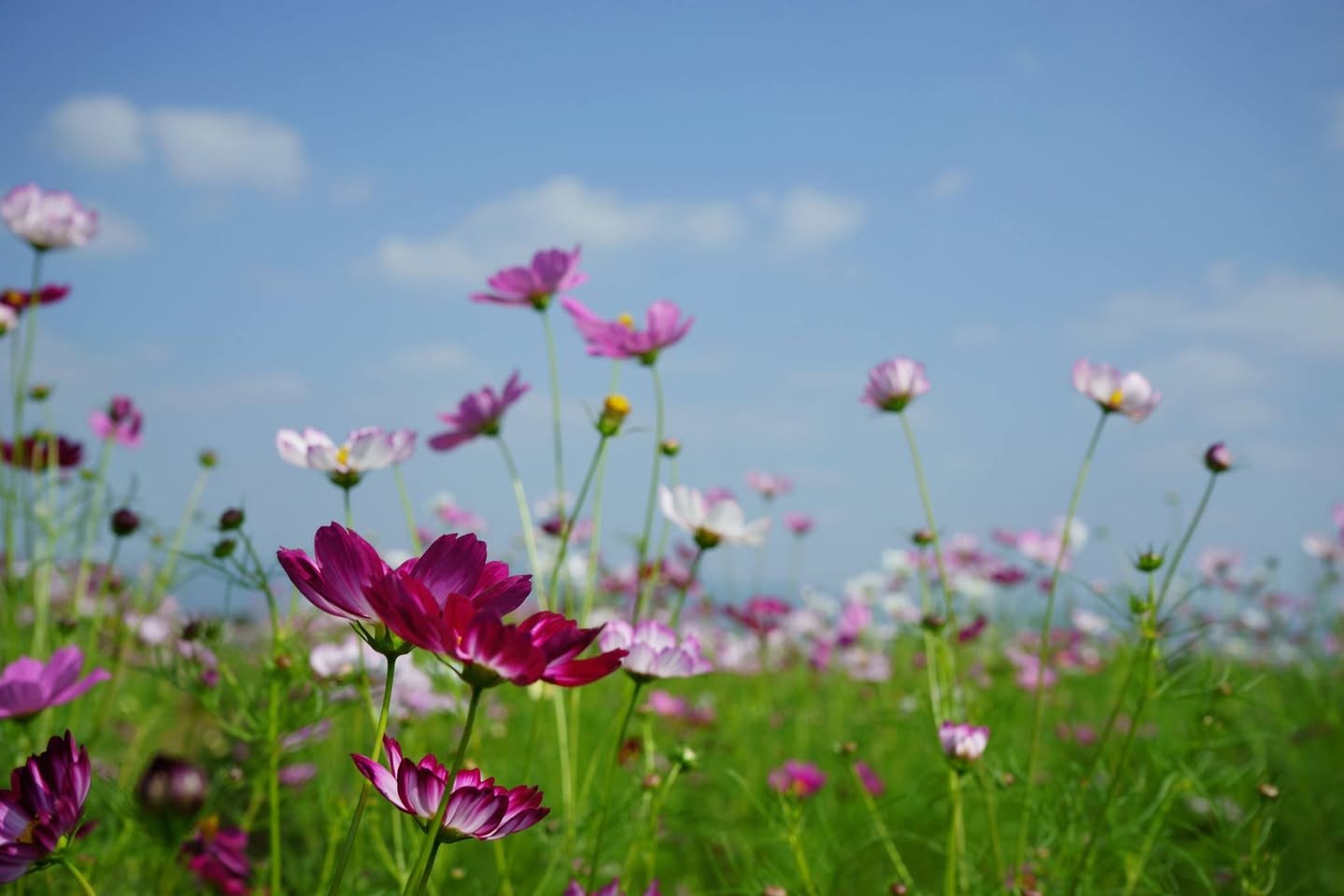 コスモスの花のアップ。濃いピンクと淡いピンクが混ざる