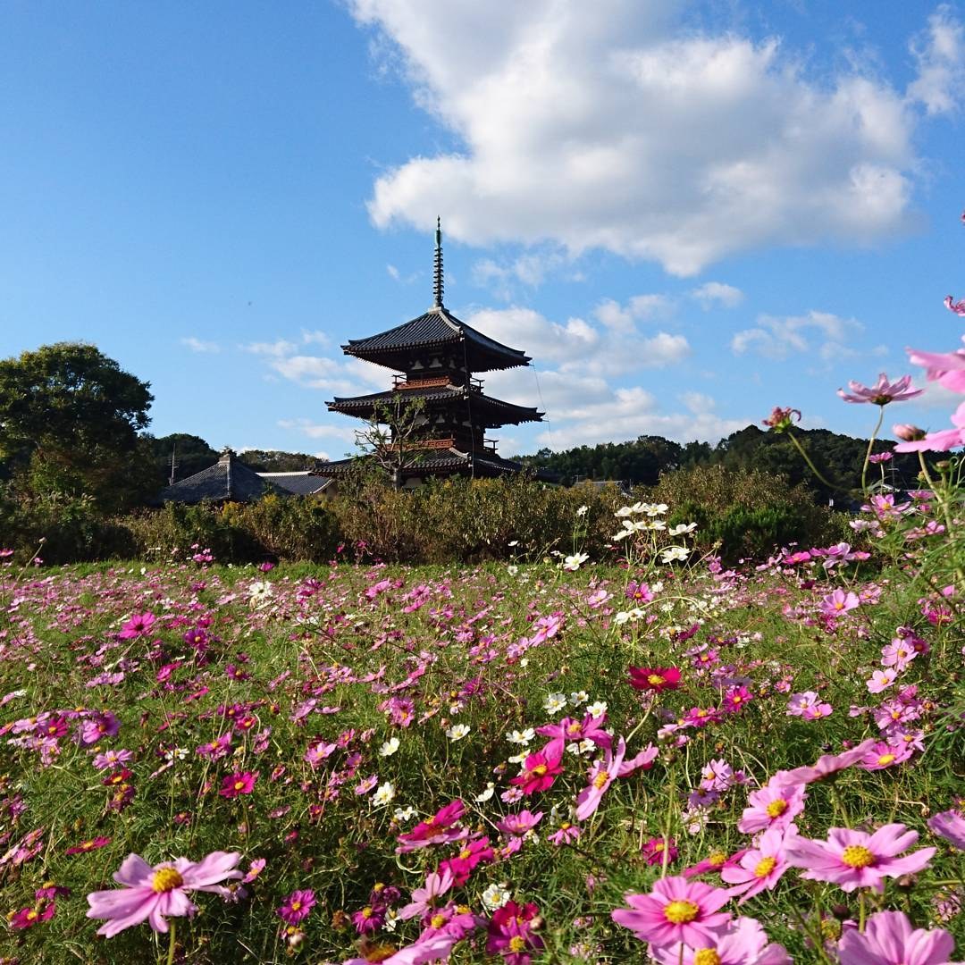 法起寺のコスモス畑を横から。ピンクと白が混ざる