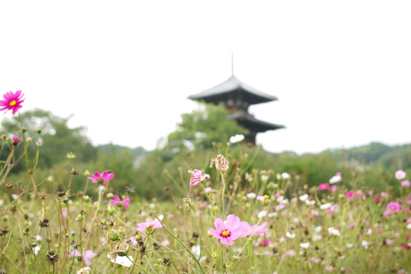 11月上旬の法起寺。コスモスの密度が下がり、白い花が目立つ