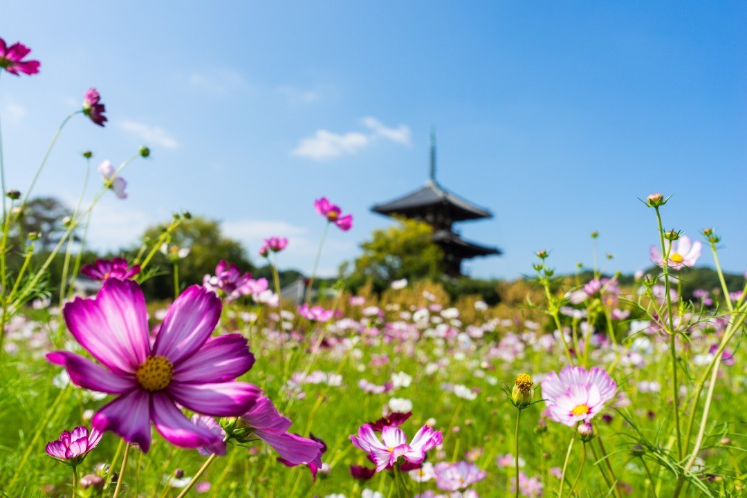 コスモスの花越しに見上げた法起寺の三重塔