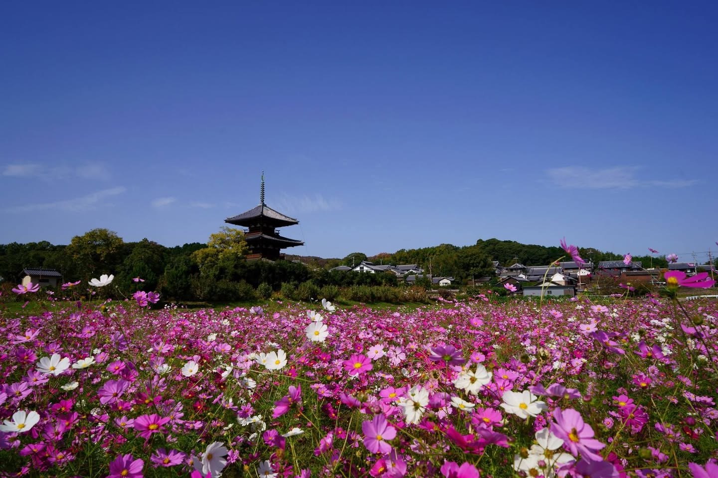 法起寺の三重塔と一面のコスモス畑。抜けるような青空