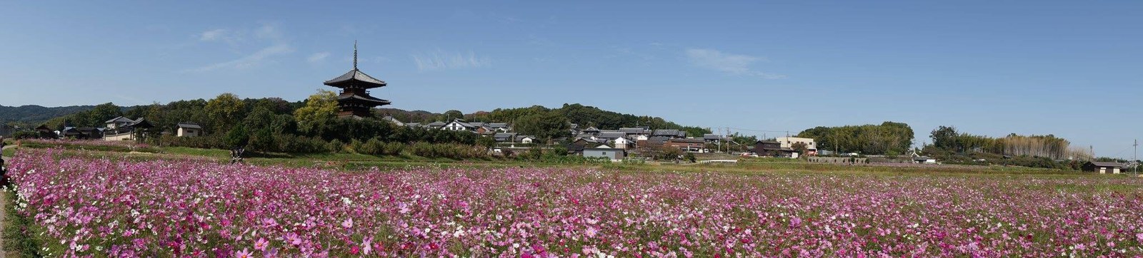 法起寺のコスモス畑を遠くから見たパノラマ