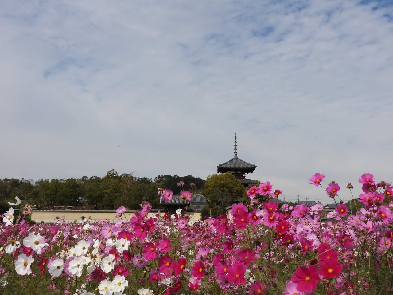 曇り空の法起寺。コスモスがまばらにしか咲いていない