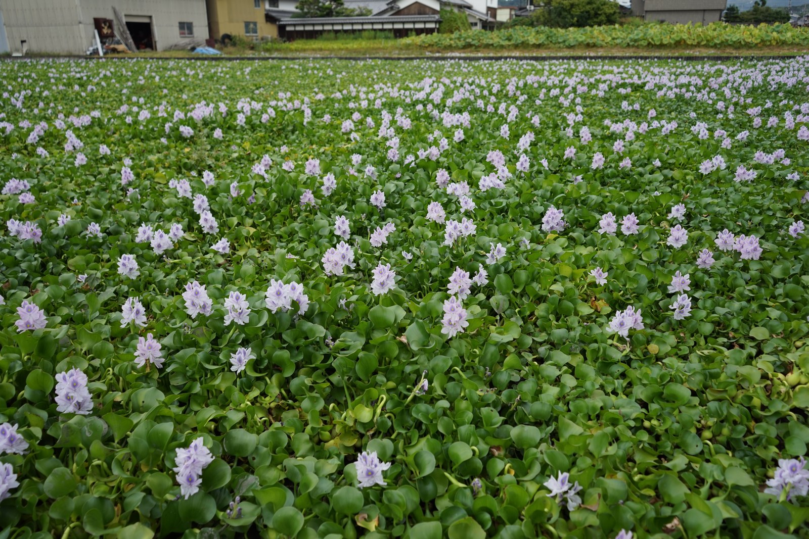 本薬師寺跡のホテイアオイ。薄紫の花が水面を埋める