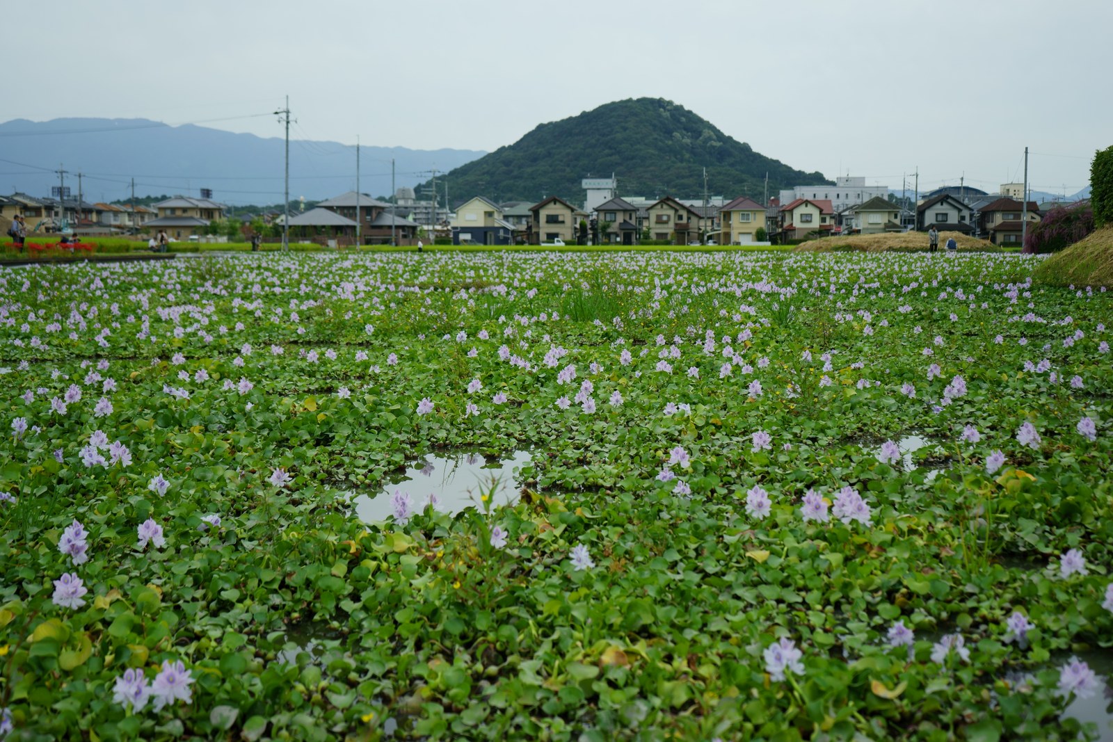 ホテイアオイの向こうに畝傍山が見える