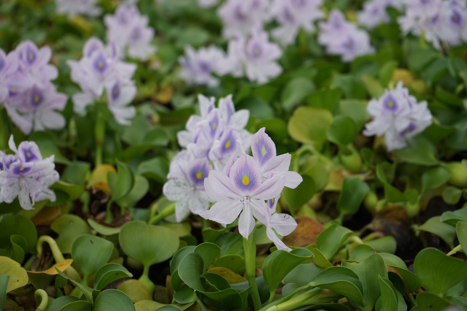 ホテイアオイの花のアップ。薄紫の花びらに青い模様