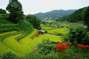 稲渕の棚田と彼岸花。段になった田んぼの向こうに民家と山