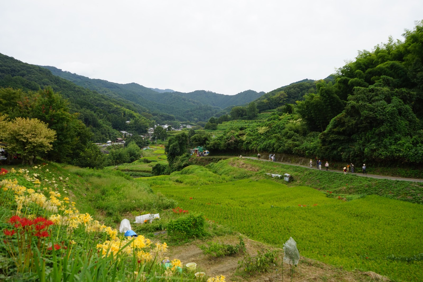 稲渕の棚田を見下ろす。赤と白の彼岸花、奥に山なみ