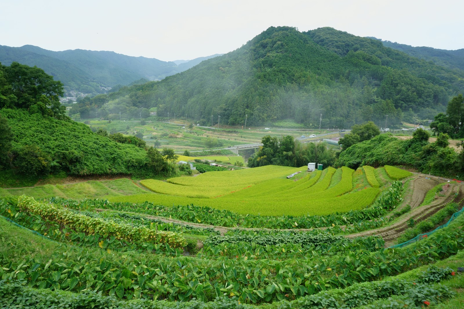 稲渕の棚田の全景。段になった田と、正面の山