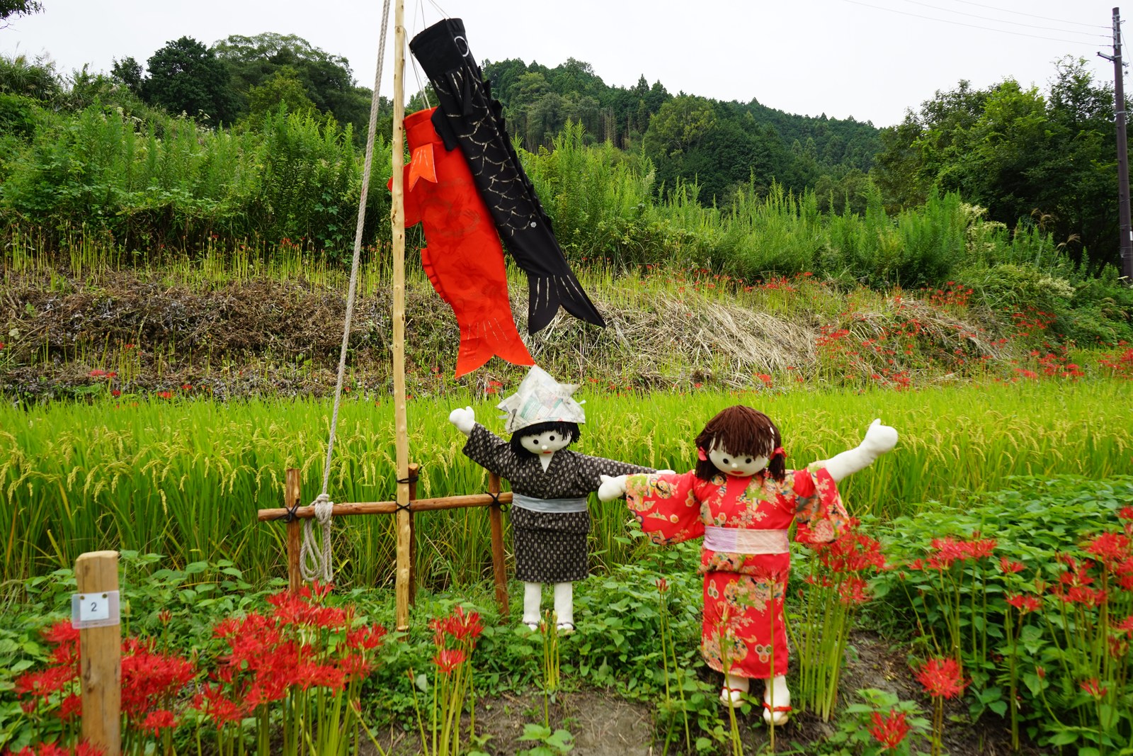 着物姿の案山子が2体、彼岸花の咲くあぜに立つ