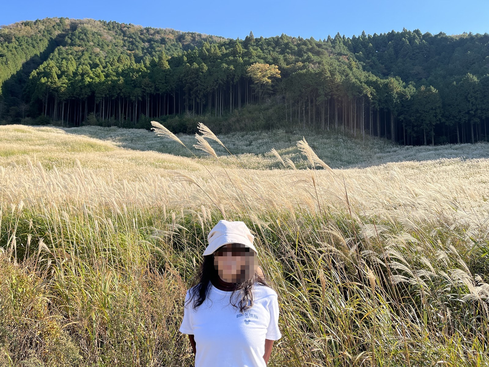仙石原のすすき草原に立つ女性。すすきが肩の高さまである