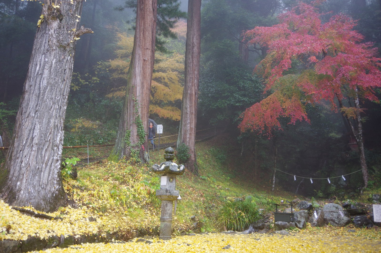 談山神社の境内に敷きつめられた銀杏の落ち葉