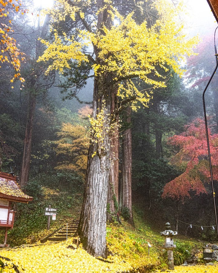 談山神社の大銀杏と、足元に広がる黄色い落ち葉