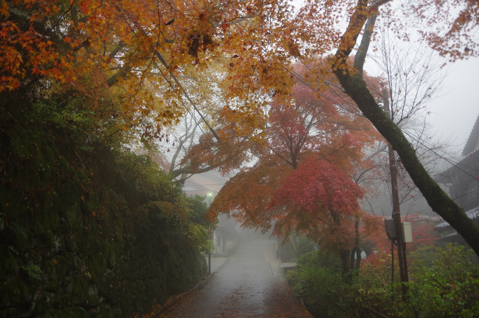 雨に濡れた談山神社の帰り道と、頭上の紅葉