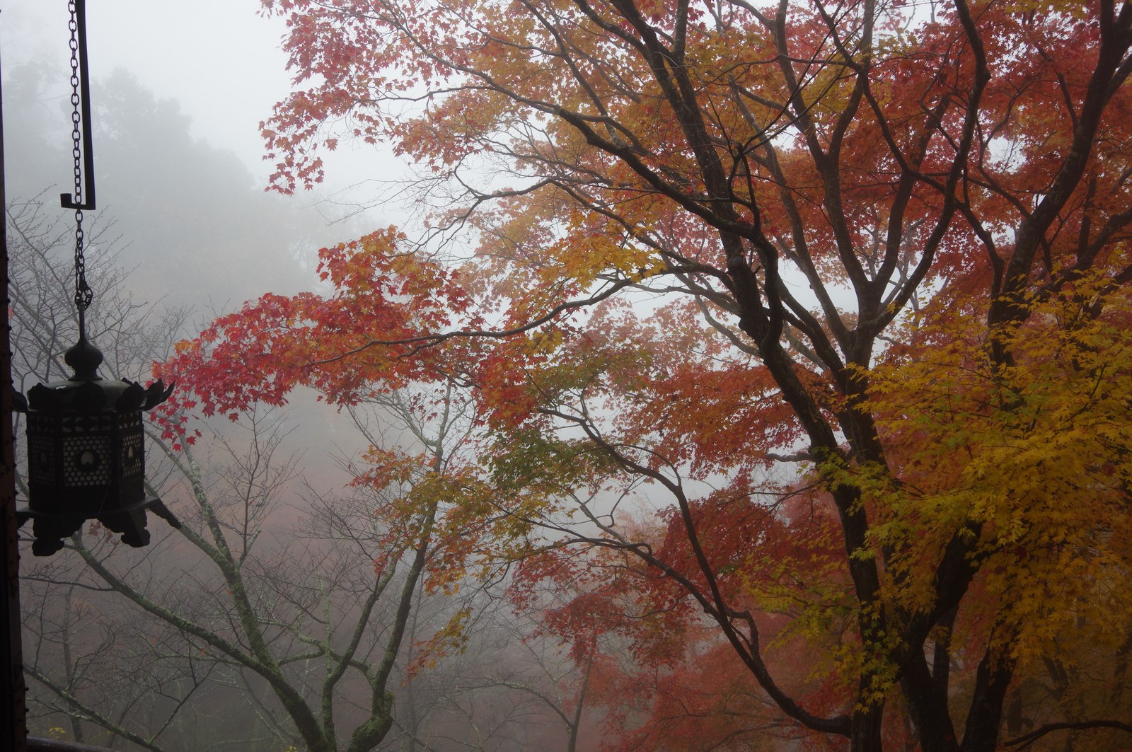 霧の向こうに浮かぶ談山神社の紅葉