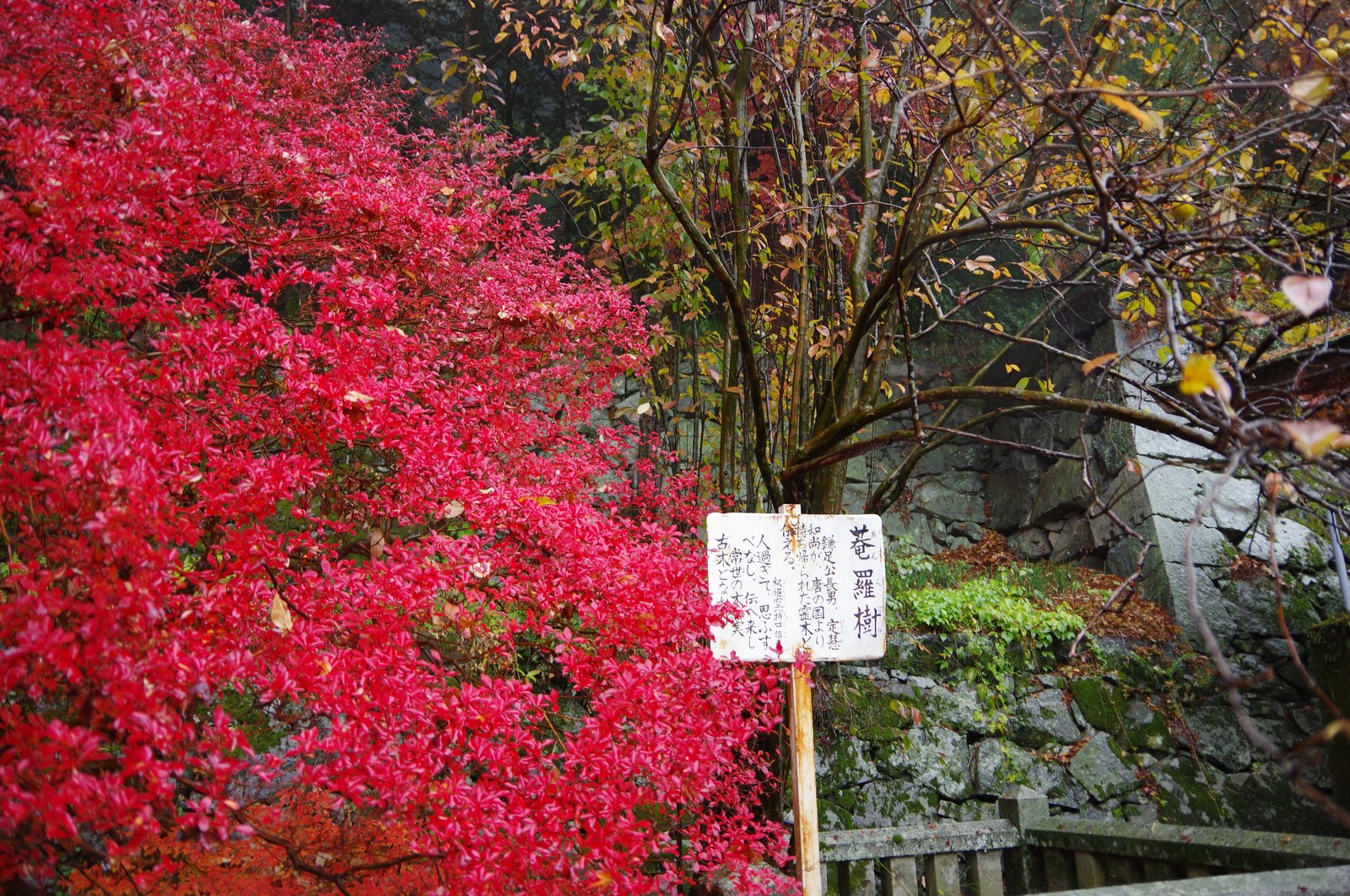 談山神社の真っ赤に色づいた紅葉