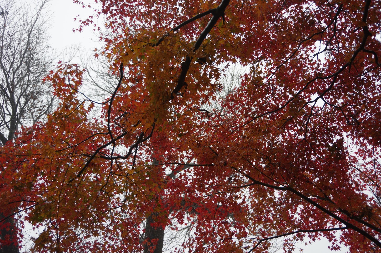 談山神社の紅葉を見上げたところ。赤とオレンジが重なる