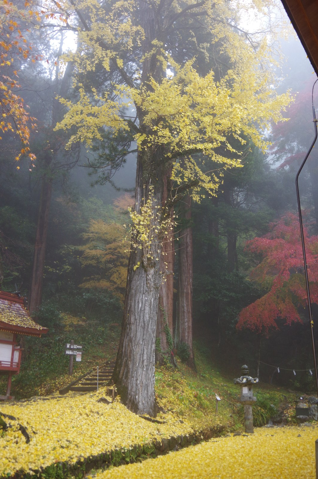談山神社の大銀杏と大杉。足元は一面の黄色い落ち葉