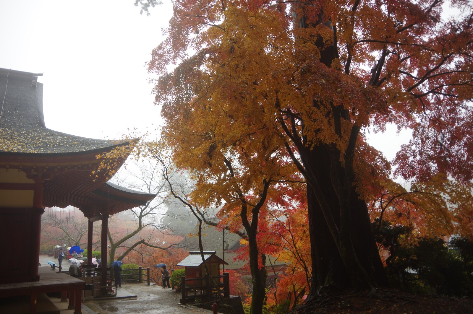 談山神社の大木と社殿、まわりの紅葉