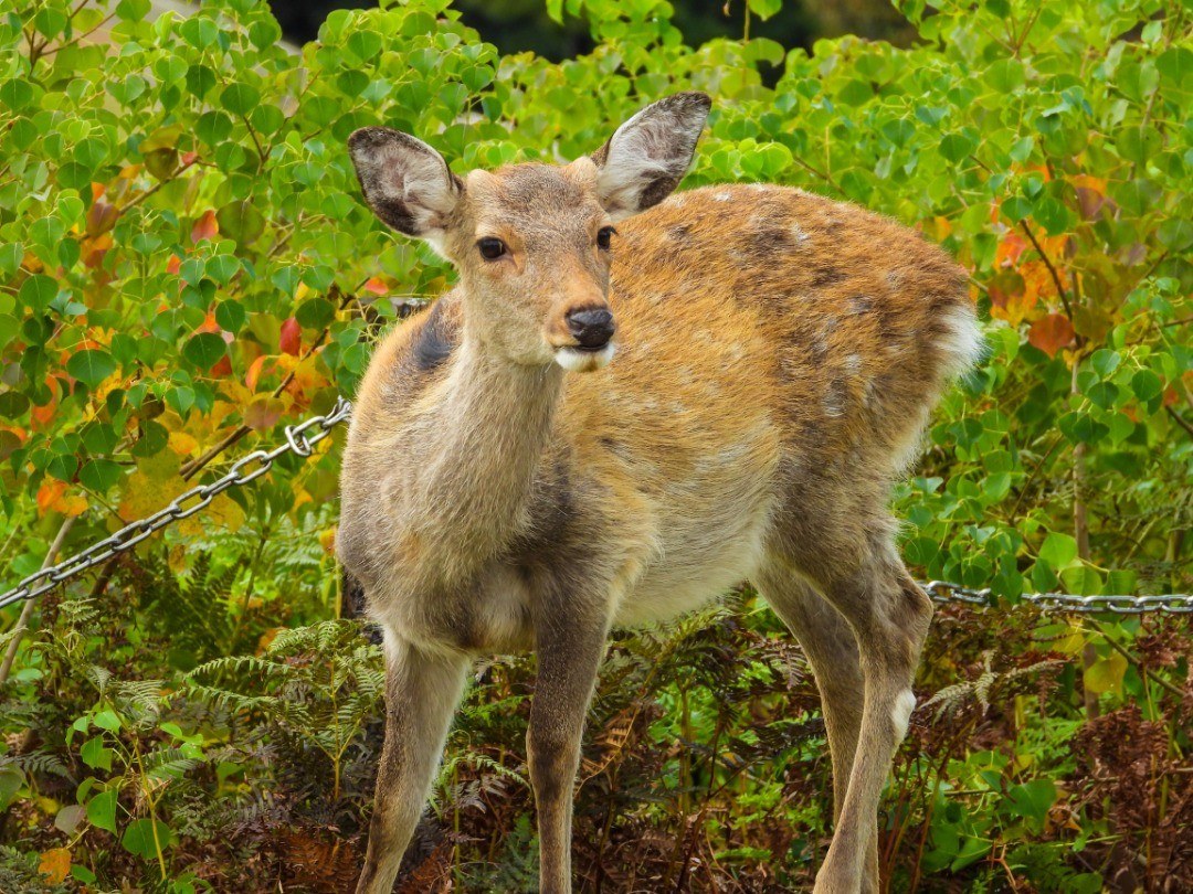 紅葉のはじまった草むらに立つ若い鹿